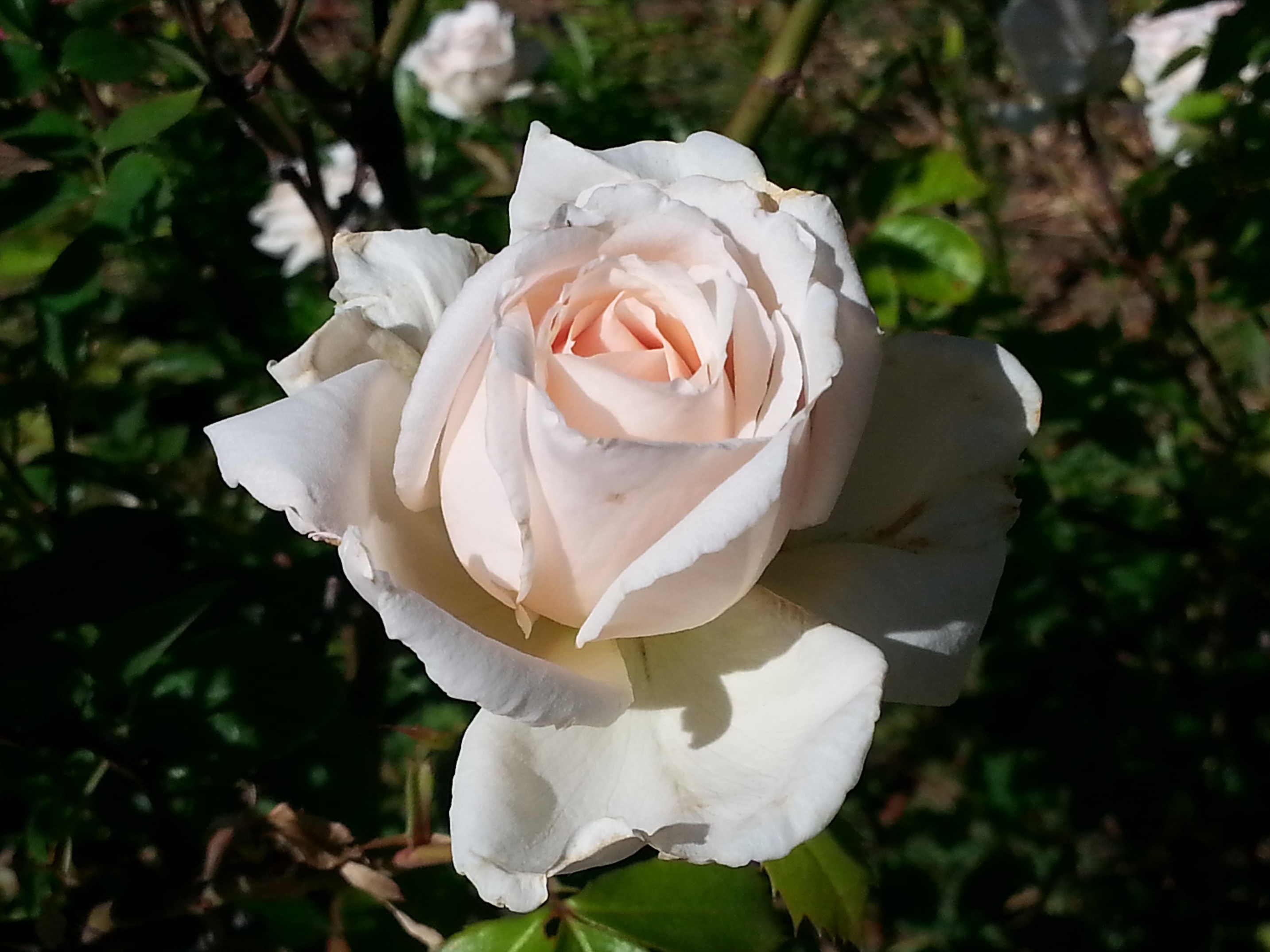 Upheld in Heavenly Timing