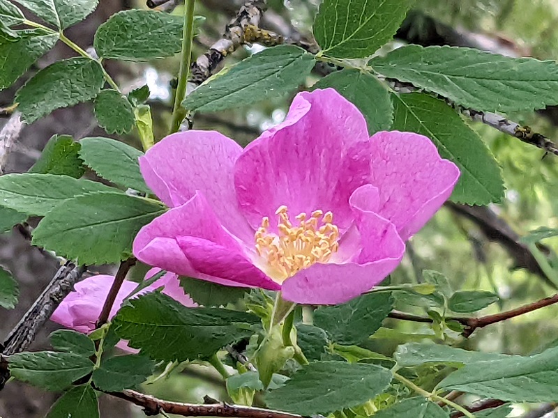 Wild Rose Ridge Linda Jo Reed