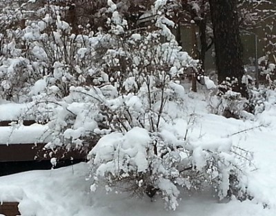 Winter backyard bushweb
