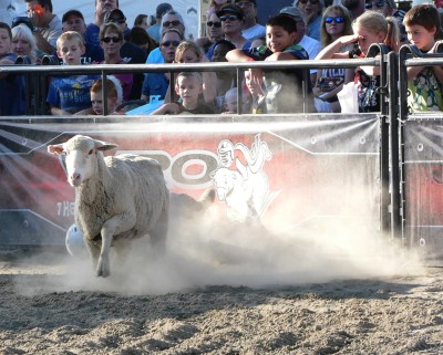 Wyatt 2nd sheep wins web