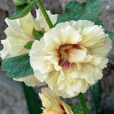 Upheld in Never Neglected