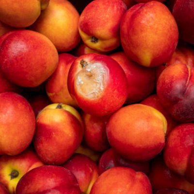 Upheld in the Peach Principle