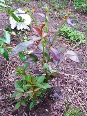 resurrected rose4web