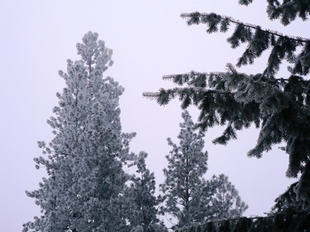 Upheld Anew In Wintertime