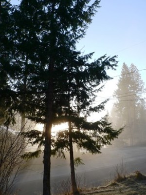 treestreetsun in front blog